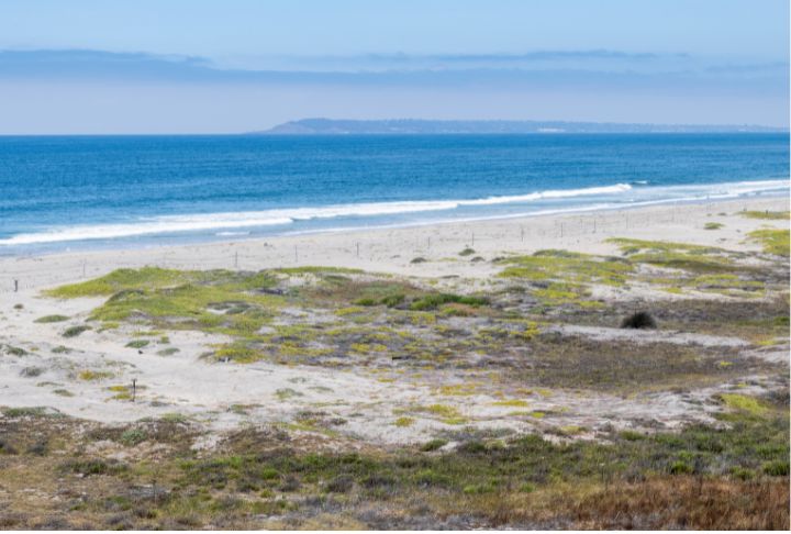 Coastal dunes, a critical habitat for Western Snowy Plovers, at Montaña de Oro State Park Coastal dunes, a critical habitat for Western Snowy Plovers, at Montaña de Oro State Park